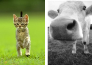 cat & cow
